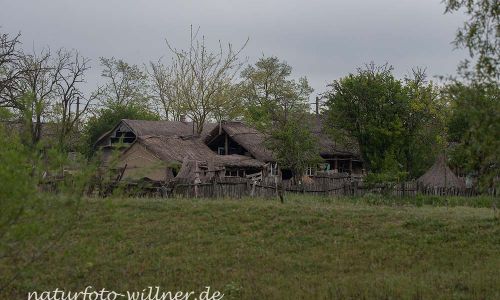 Donaudelta Letea Naturfoto WillnerDSC_1786