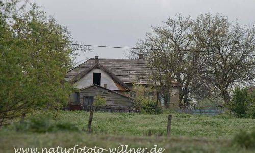 Donaudelta Letea Naturfoto WillnerDSC_1794