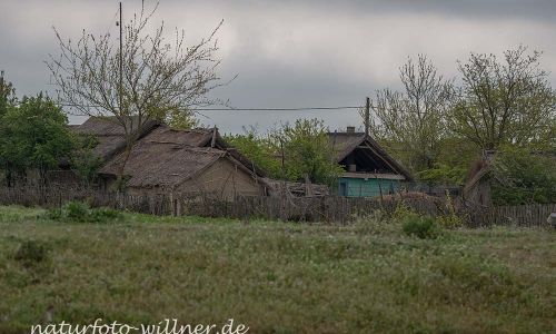 Donaudelta Letea Naturfoto WillnerDSC_1795