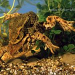 Erdkrötenpaarung Bufo bufo Foto W. Willner 728