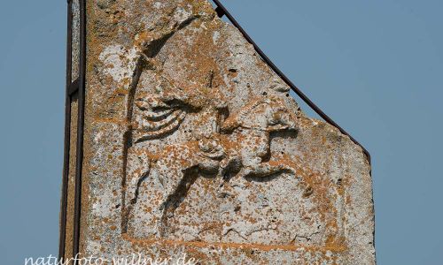 Histria Dobrogea Rumänien Naturfoto Willner Naturfoto WillnerDSC_0692