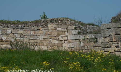 Histria Dobrogea Rumänien Naturfoto WillnerDSC_0729