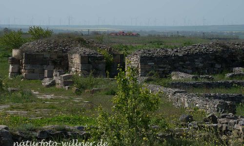 Histria Dobrogea Rumänien Naturfoto WillnerDSC_0732