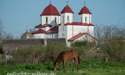 Lacul Saraturii westlich Murighiol Dobrogea Rumänien Foto W. Willner Foto W. Willner DSC_0216