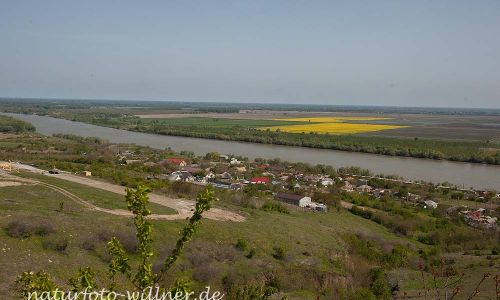 Mahmoudia Berg Donaudelta Naturfoto Willner IMG_8326