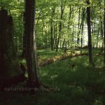 NSG Seewald am Ammersee Buchenwald Foto W. Willner 710