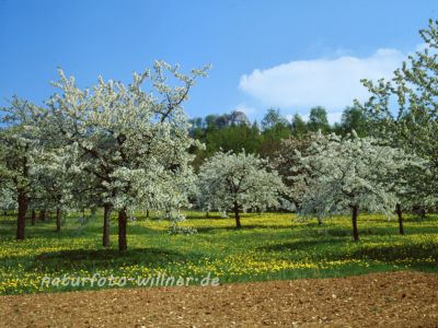 Streuobstwiese Kirsche Prunus sp. Foto W. Willner 724
