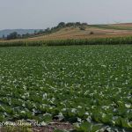 Weisskohlanbau Foto W. Willner_6055