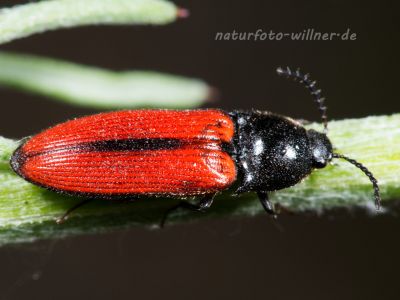Ampedus sanguinolentus Foto W. Willner_5063