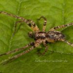 Anyphaena accentuata m Zartspinne Foto W. Willner-17