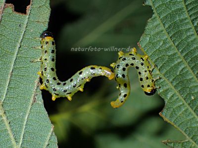 BREITFÜSSIGE BIRKENBLATTWESPE (CRAESUS SEPTENTRIONALIS) Foto W. Willner 9300504