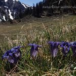 Clusius-Enzian (Gentiana clusii) Foto W. Willner -9020