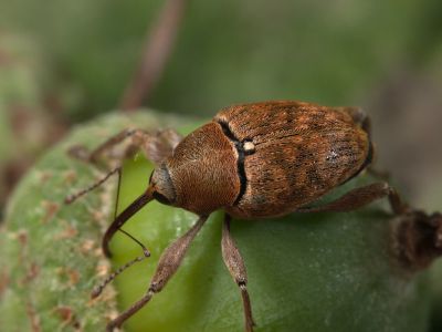 Curculio venosus Adern-Eichelbohrer Foto W. Willner_4617