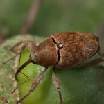 Curculio venosus Adern-Eichelbohrer Foto W. Willner_4617