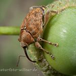Curculio venosus Adern-Eichelbohrer Foto W. Willner_4627
