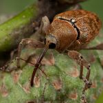 Curculio venosus Adern-Eichelbohrer Foto W. Willner_4645
