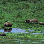 Elefanten Amboseli Nationalpark Kenia Foto W. Willner-12011