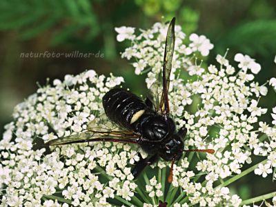 Große Birkenblattwespe oder Birkenknopfhornblattwespe (Cimbex femoratus) Foto W. Willner-143011