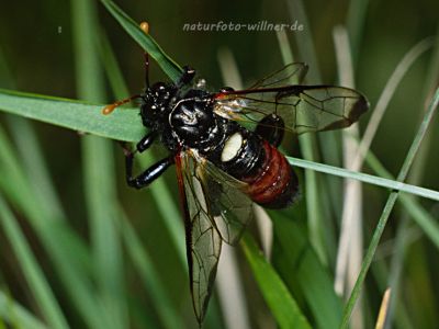 Große Birkenblattwespe oder Birkenknopfhornblattwespe (Cimbex femoratus) Foto W. Willner-5020