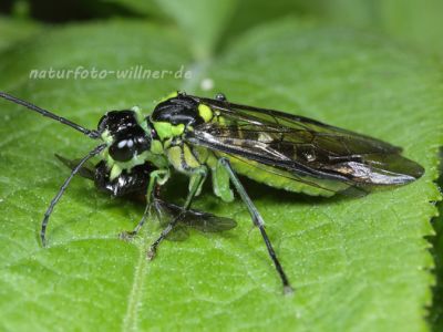 Grüne Blattwespe Rhogogaster viridis Foto W. Willner 9