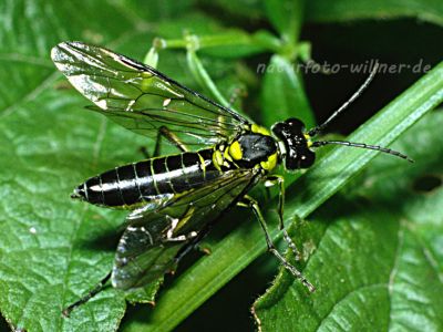 Grünschwarze Blattwespe Tenthredo mesomela Foto W. Willner -12005