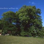 Hindenburglinde Sommerlinde (Tilia platyphyllos) Gemeinde Ramsau bei Berchtesgaden Foto W. Willner 702