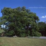 Hindenburglinde Sommerlinde (Tilia platyphyllos) Gemeinde Ramsau bei Berchtesgaden Foto W.Willner 701.