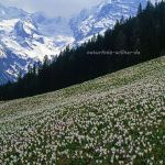 Krokuswiese am Stilfserjoch Südtirol Foto W. Willner 315