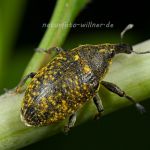 Larinus turbinatus Kratzdistelrüssler Foto W. Willner_9249