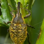 Larinus turbinatus Kratzdistelrüssler Foto W. Willner_9274