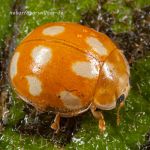 Licht-Marienkäfer (Calvia decemguttata) Foto W. Willner_0222