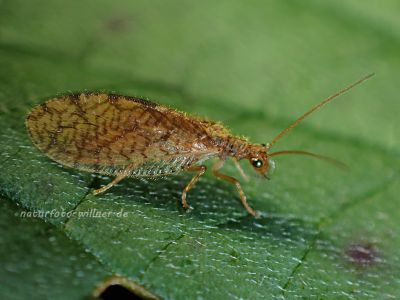 Micromus paganus Brauner Taghaft Foto W. Willner 9300378