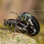 Phyllobius viridicollis Grünkragen-Blattrüssler Foto W. Willner_4141