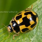 Propylea quatuordecimpunctata Vierzehnpunkt -Marienkäfer Foto W. Willner_2722