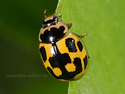 Propylea quatuordecimpunctata Vierzehnpunkt -Marienkäfer Foto W. Willner_2724