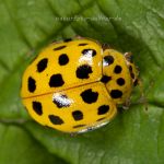 Psyllobora vigintiduopunctata Zweiundzwanzigpunkt-Marienkäfer Foto W. Willner_8979