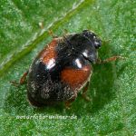 Scymnus interruptus Foto W. Willner_4469