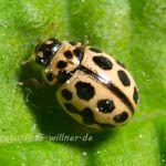 Sechzehnpunkt-Marienkäfer (Tytthaspis sedecimpunctata) Foto W. Willner_2875