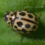 Sechzehnpunkt-Marienkäfer (Tytthaspis sedecimpunctata) Foto W. Willner_2876