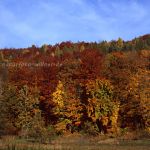 Steigerwald Buchenwald Foto W. Willner-116