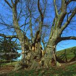 Tassilolinde ist eine Winter-Linde (Tilia cordata) Foto W. Willner 583