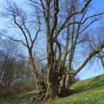 Tassilolinde ist eine Winter-Linde (Tilia cordata) Foto W. Willner 592