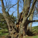 Tassilolinde ist eine Winter-Linde (Tilia cordata) Foto W. Willner 898