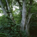 Tassilolinde Winter-Linde (Tilia cordata) Foto W. Willner 920