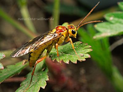Tenthredo sordida Foto W. Willner-4017