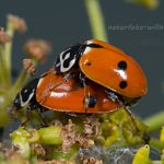 Variabler Flach-Marienkäfer (Hippodamia variegata) Foto W. Willner 14