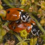 Variabler Flach-Marienkäfer (Hippodamia variegata) Foto W. Willner 2