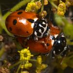 Variabler Flach-Marienkäfer (Hippodamia variegata) Foto W. Willner 5