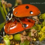 Variabler Flach-Marienkäfer (Hippodamia variegata) Foto W. Willner 8