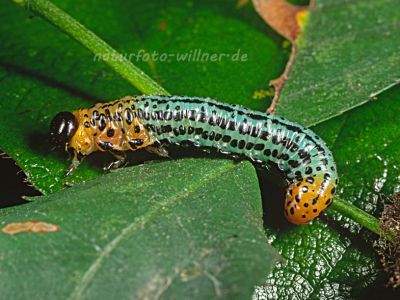 Weidenblattwespe (Nematus salicis) Foto W. Willner-17005